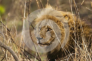 Portrait of a big male lion , Kruger park, South Africa