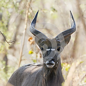 Portrait of a big male Nyala in Kruger National park