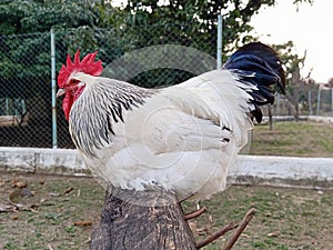 Portrait of big male sussex chicken or rooster in the garden. English sussex chicken breed. Head, comb or crest.