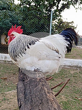 Portrait of big male sussex chicken or rooster in the garden. English sussex chicken breed. Head, comb or crest.