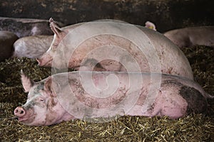 Portrait of a big pig sows indoors at barn