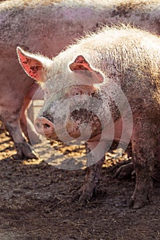 Portrait of a big pink pig smeared with mud. Livestock farm.