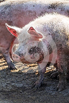 Portrait of a big pink pig smeared with mud. Livestock farm