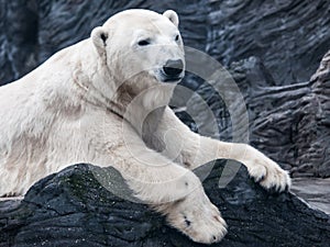 Portrait of big polar bear lying on a rock