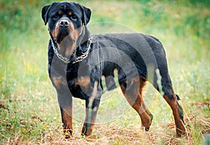 Portrait of the big rottweiler dog