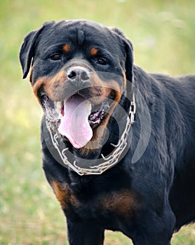 Portrait of the big rottweiler dog