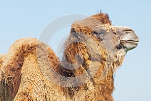 Portrait big and sad camel with a drop of tears in his eye turned out from you. Reservation Askania Nova, Ukraine