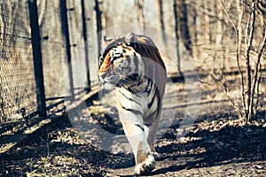 Portrait of big tiger walking in forest