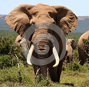 Portrait of a big tusker Bull Elephant photo