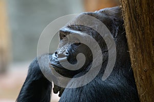 Portrait of a big western lowland gorilla