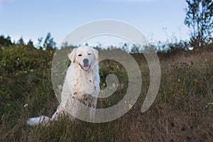 Portrait of Big white fluffy dog breed maremmano abruzzese shepherd sitting in the field at sunset