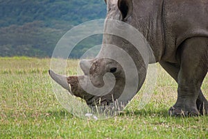 Portrait of big white rhino grazing grass in african grassland