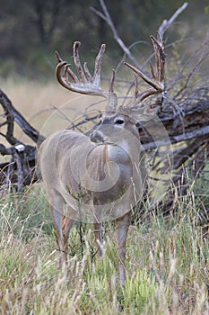 Portrait of big whitetail deer in vertical format