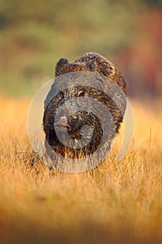 Portrait of big Wild boar, Sus scrofa, running in the grass meadow, red autumn forest in background, action scene in the forest gr