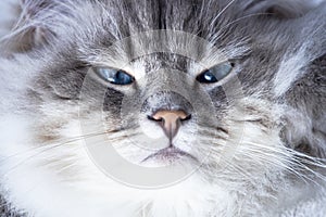 Portrait of big wild Siberian cat. Big cats with gentle character