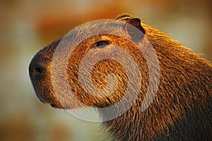 Portrait of biggest mouse around the world, Capybara, Hydrochoerus hydrochaeris, with evening light during sunset, Pantanal, Brazi