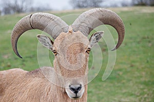 Portrait of a bighorn sheep