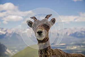 Portrait of a bighorn sheep in the wild life as is. Female wild ram in the molting period in mountains