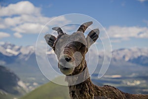 Portrait of a bighorn sheep in the wild life as is. Female wild ram in the molting period in mountains