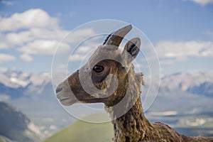 Portrait of a bighorn sheep in the wild life as is. Female wild ram in the molting period in mountains