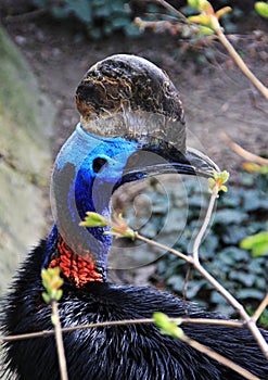 portrait of bird