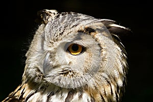 Portrait bird bubo bubo