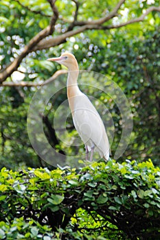 Portrait of a bird cattle egret - the most numerous bird of the heron family.