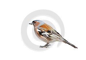 Portrait bird Chaffinch on a white isolated background