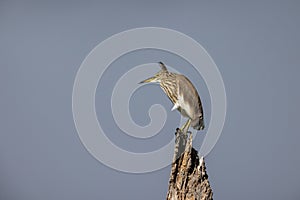 Portrait of bird - Chinese Pond Heron  Ardeola bacchus