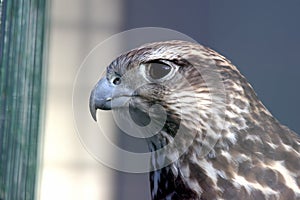 Retrato pájaro de águila familia 