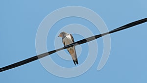 Portrait of a bird on electric wire