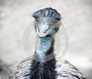 Portrait of bird emu (Dromaius novaehollandiae)