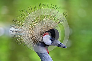 Portrait of bird. Grey crowned crane