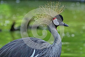 Portrait of bird. Grey crowned crane