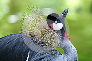 Portrait of bird. Grey crowned crane on green background