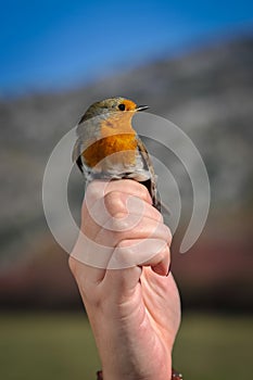 Portrait of the bird in human hand