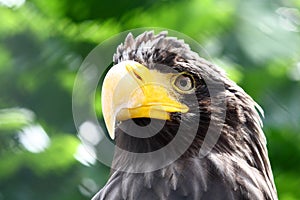 Portrait of bird of prey