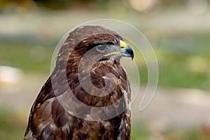 Portrait of bird of prey