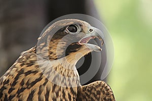 Portrait of a bird of prey