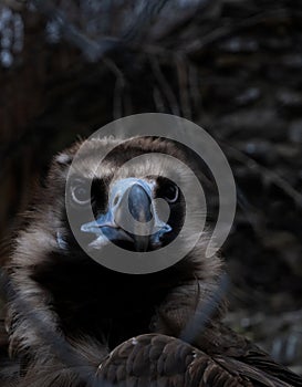 Portrait of a bird of prey - a black vulture with a blue beak in dark colors