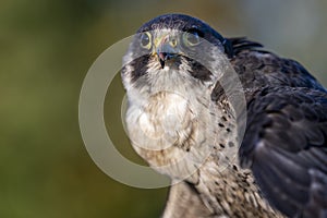 Portrait of bird of prey Peregrine falcon