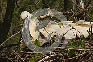Portrait of bird spatula