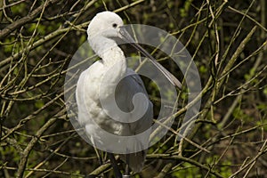 Portrait of bird spatula