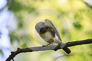 Portrait of the bird thrush sits on a branch in spring Park and
