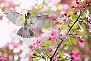 Portrait bird tit flies widely spreading its wings in the garden surrounded by pink Apple blossoms on a Sunny may day