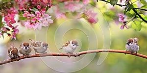 Portrait bird tit flies widely spreading its wings in the garden surrounded by pink Apple blossoms on a Sunny may day