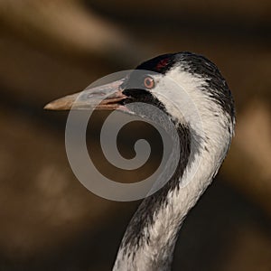 Portrait of a bird in the zoo, Anthropoides virgo, a locked bird in a cage.