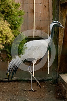 Portrait of a bird in the zoo, Anthropoides virgo, a locked bird in a cage.