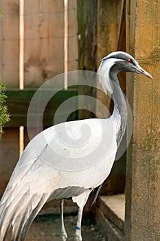 Portrait of a bird in the zoo, Anthropoides virgo, a locked bird in a cage.