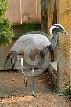 Portrait of a bird in the zoo, Anthropoides virgo, a locked bird in a cage.